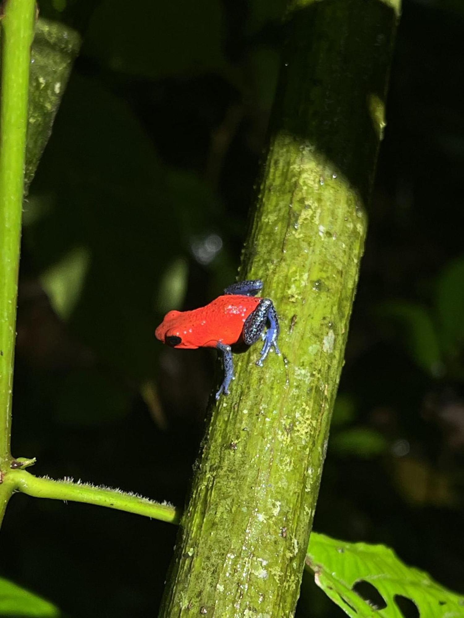 Kakao Lodge & Garden Rio Celeste Bijagua Exteriör bild