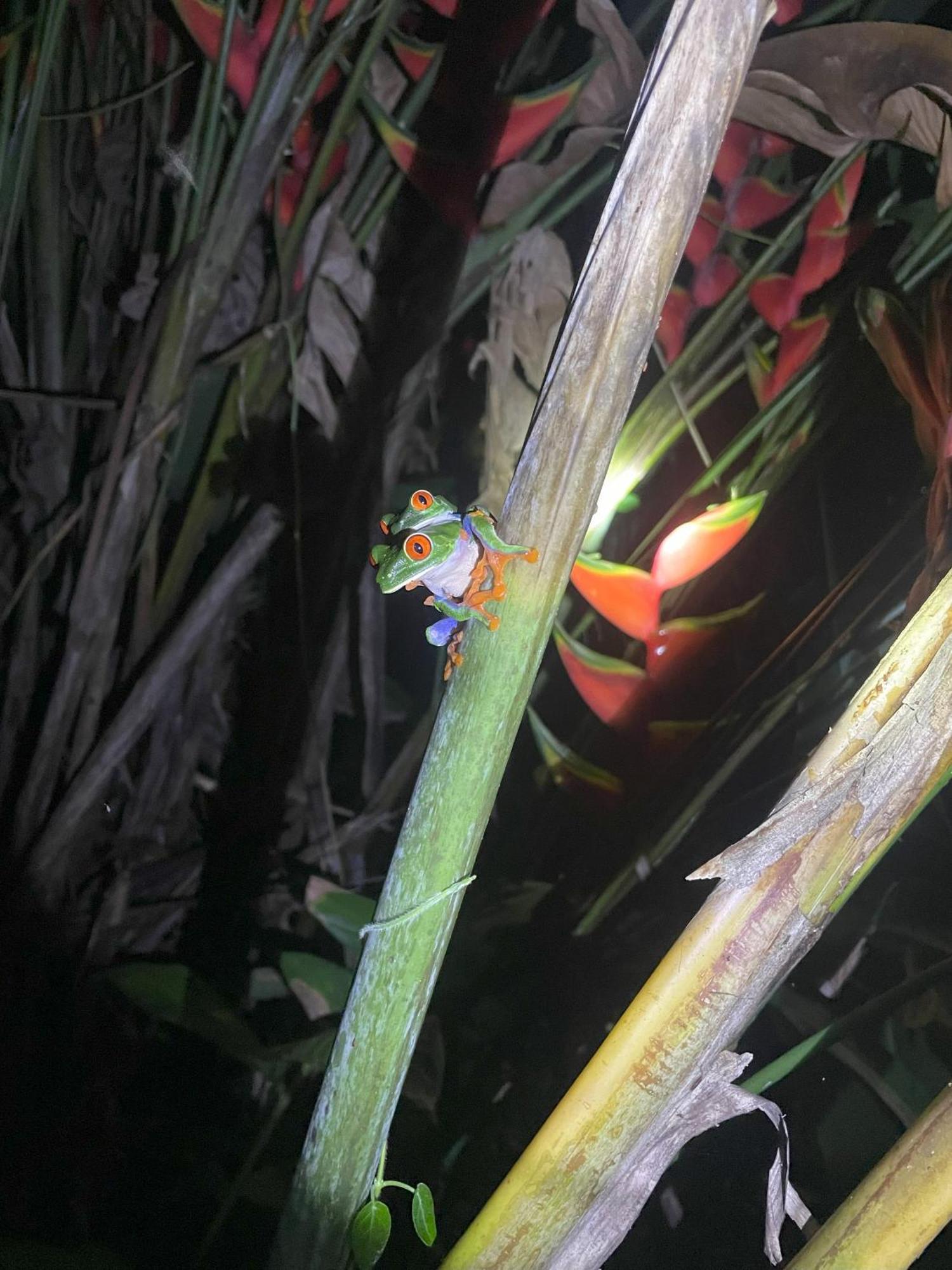 Kakao Lodge & Garden Rio Celeste Bijagua Exteriör bild